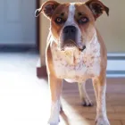 Business 6 image SIMPLY NATURAL RAW PET FOOD Shopping in Vancouver BC