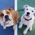 Business 7 image SIMPLY NATURAL RAW PET FOOD Shopping in Vancouver BC