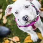 Business 10 image SIMPLY NATURAL RAW PET FOOD Shopping in Vancouver BC