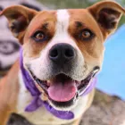 Business 2 image SIMPLY NATURAL RAW PET FOOD Shopping in Vancouver BC