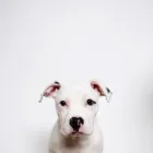 Business 3 image SIMPLY NATURAL RAW PET FOOD Shopping in Vancouver BC