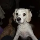 Entreprises 1 image SITTIN PRETTY DOGGY DAYCARE & SPA LTD Pet Grooming Services dans Bedford NS