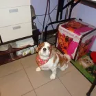 Entreprises 6 image SITTIN PRETTY DOGGY DAYCARE & SPA LTD Pet Grooming Services dans Bedford NS