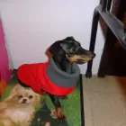 Entreprises 2 image SITTIN PRETTY DOGGY DAYCARE & SPA LTD Pet Grooming Services dans Bedford NS