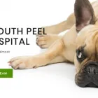 Entreprises 3 image SOUTH PEEL VETERINARY HOSPITAL Veterinarians dans Mississauga ON