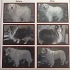 Business 8 image SPAW 4 PAWS Pet Grooming Services in Kingston ON
