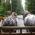 Business 1 image STANLEY PARK HORSE DRAWN TOURS LTD travel & tourism in Vancouver BC