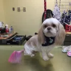 Entreprises 3 image STUDIO BELLE BÊTE Pet Grooming Services dans Gatineau QC