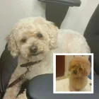 Entreprises 4 image THE GLAMOUR PUPS Pet Grooming Services dans Oakville ON