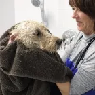 Business 4 image TOILETTAGE CHEZ GUYLAINE Pet Grooming Services in Gatineau QC
