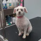 Business 5 image TOILETTAGE CHEZ GUYLAINE Pet Grooming Services in Gatineau QC