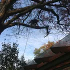 Entreprises 1 image TOWNE TREES INC Tree Work & Forestry Services dans Mississauga ON