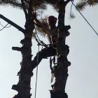 Entreprises 3 image TOWNE TREES INC Tree Work & Forestry Services dans Mississauga ON