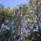 Entreprises 5 image TOWNE TREES INC Tree Work & Forestry Services dans Mississauga ON