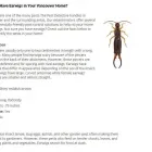 Business 3 image TRI-CITIES PEST DETECTIVE Pest & Vermin Control in Port Moody BC