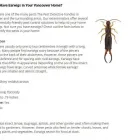 Business 1 image TRI-CITIES PEST DETECTIVE Pest & Vermin Control in Port Moody BC