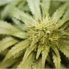 Entreprises 4 image TROY ANDERSON LAW Legal & Financial Services dans Vancouver BC