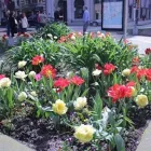 Entreprises 5 image VERONICA XUE CPA INC. Tax Consultants & Services dans Vancouver BC