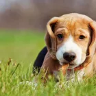 Business 28 image WINCHESTER KENNELS Business & Professional Services in Winchester ON