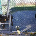 Business 39 image WINCHESTER KENNELS Business & Professional Services in Winchester ON