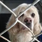 Business 47 image WINCHESTER KENNELS Business & Professional Services in Winchester ON