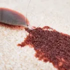 Business 1 image YEG CARPET CLEANING Carpet, Curtain & Upholstery Cleaners in Edmonton AB