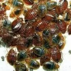 Entreprises 3 image ZEDZUG PEST CONTROL Pest Control Equipment & Supplies dans Edmonton AB