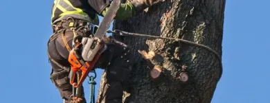 Business 1 image A B C TREE MEN Tree Work & Forestry Services in Burnaby BC