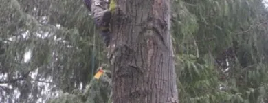 Business 5 image A B C TREE MEN Tree Work & Forestry Services in Burnaby BC