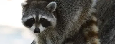 Entreprises 1 image AAA WILDLIFE CONTROL Pest & Vermin Control dans Burnaby BC