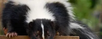 Entreprises 4 image AAA WILDLIFE CONTROL Pest & Vermin Control dans Burnaby BC