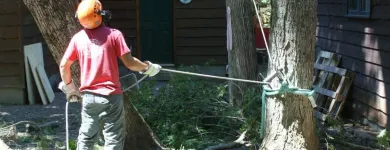 Business 3 image AP TREE SERVICE Tree Work & Forestry Services in Bowmanville ON