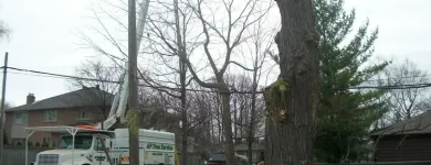 Business 5 image AP TREE SERVICE Tree Work & Forestry Services in Bowmanville ON