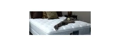 Entreprises 3 image AQUARIUS LITS D'EAU Real Estate & Home Improvement dans Pierrefonds QC