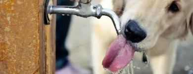 Entreprises 5 image ASHER ROAD ANIMAL HOSPITAL Veterinarians dans Kelowna BC
