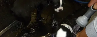 Business 2 image AUTOXPRESS Car Wash & Detailing in Burnaby BC