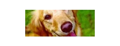 Business 7 image BARK BUSTERS EDMONTON DOG TRAINING Shopping in Edmonton AB