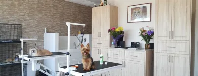 Business 3 image BITU'S PET SERVICES - PET GROOMING & K9 AQUAFITNESS Pet Grooming Services in Brampton ON