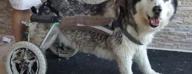 Business 7 image BITU'S PET SERVICES - PET GROOMING & K9 AQUAFITNESS Pet Grooming Services in Brampton ON