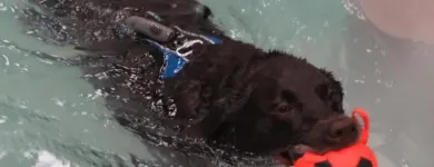 Business 10 image BITU'S PET SERVICES - PET GROOMING & K9 AQUAFITNESS Pet Grooming Services in Brampton ON