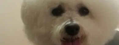 Business 11 image BITU'S PET SERVICES - PET GROOMING & K9 AQUAFITNESS Pet Grooming Services in Brampton ON