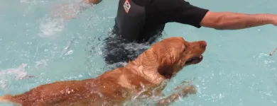 Business 12 image BITU'S PET SERVICES - PET GROOMING & K9 AQUAFITNESS Pet Grooming Services in Brampton ON