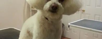 Business 13 image BITU'S PET SERVICES - PET GROOMING & K9 AQUAFITNESS Pet Grooming Services in Brampton ON