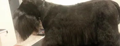 Business 14 image BITU'S PET SERVICES - PET GROOMING & K9 AQUAFITNESS Pet Grooming Services in Brampton ON