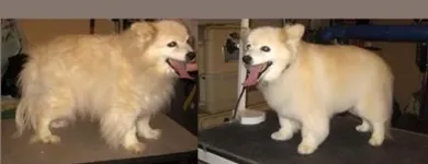 Entreprises 4 image BOW WOW DOG GROOMING Pet Grooming Services dans Edmonton AB