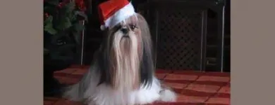 Entreprises 5 image BOW WOW DOG GROOMING Pet Grooming Services dans Edmonton AB