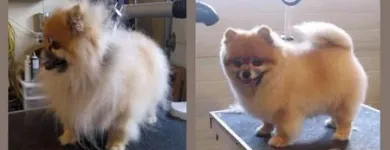 Entreprises 6 image BOW WOW DOG GROOMING Pet Grooming Services dans Edmonton AB