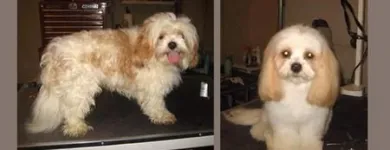 Entreprises 2 image BOW WOW DOG GROOMING Pet Grooming Services dans Edmonton AB