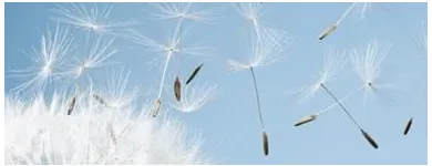 Entreprises 1 image DR EVA HELPARD COUNSELLING & PSYCHOTHERAPY Legal & Financial Services dans Kelowna BC