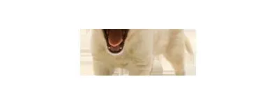 Entreprises 3 image ELLERSLIE PET HOSPITAL LTD Veterinarians dans Edmonton AB